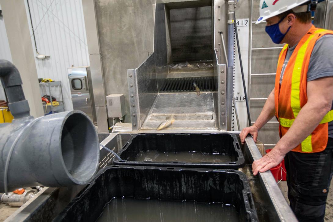 Fish exit a lock into a tank prior to sampling and tagging at the temporary upstream fish passage facility. | June 2021