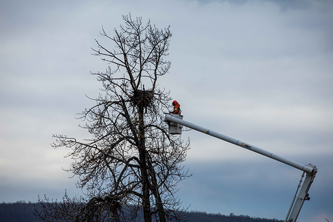 eagle nest relocation