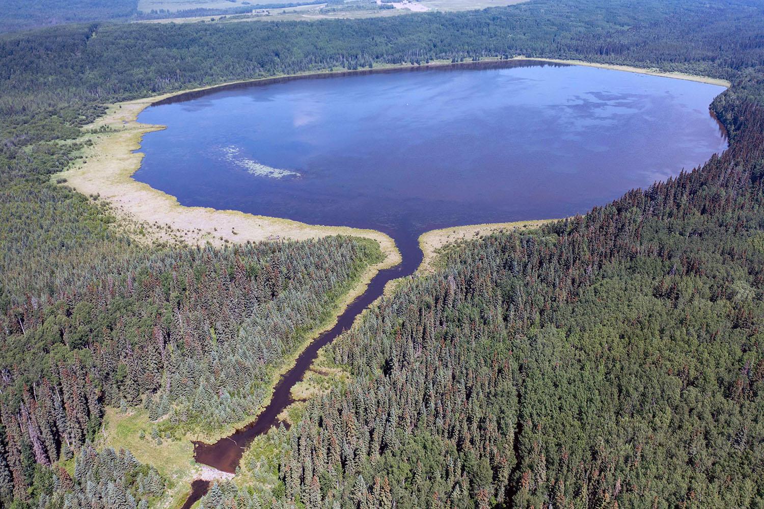 The Scott Lake wetland, 37 km south of Fort St. John, is the latest wetland restoration for the Site C project. It was originally built by Ducks Unlimited in 1988. | June 2023 