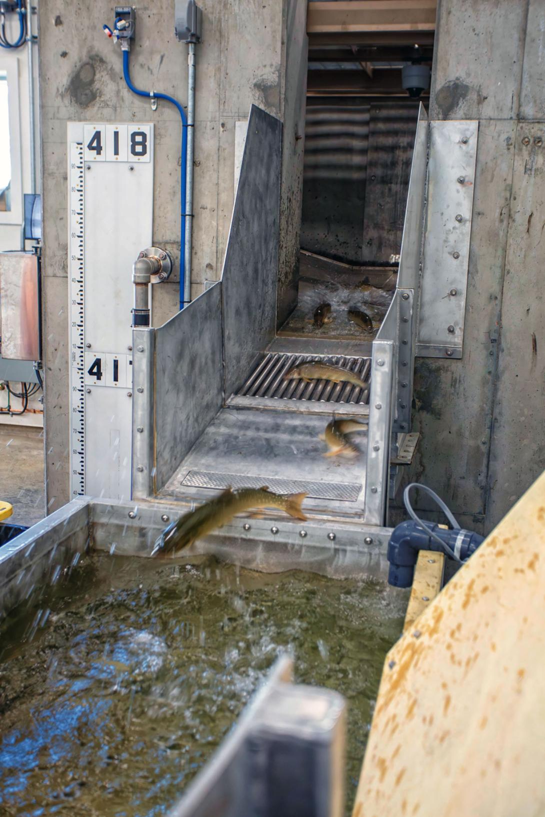 Fish are captured, sorted, and transported upstream of the dam site during commissioning of the permanent upstream fish passage facility. | September 2024